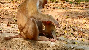what a lovely and beautiful baby monkey ! | Little Dalton