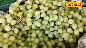 5.2K views · 159 reactions | Fruit Market: શિયાળામાં દ્રાક્ષની આવકથી બજાર ઉભરાઇ, સામાન્ય ખરીદી #JamnagarNews #FruitMarket #Grapes #GrapesFarming #nw18local | News18 Gujarati | Facebook