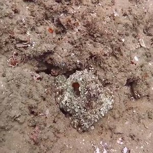 66K views · 412 reactions | Octopus changing colors   by Rubergnick | Coral Guardian | Facebook