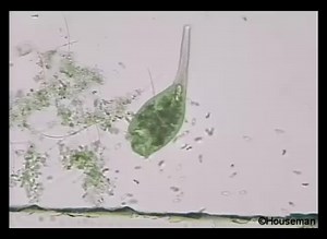 File:Sten1004.webm - Wikimedia Commons