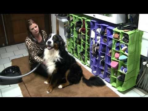 How to "blow-job" your dog? (whoepzz)