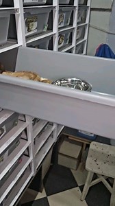 9.5K views · 28 reactions | Pinstripe clown male feeding  #royalpythons #ballpythonlove #beardeddragon #reptilebreeder #snek #morph #leopardgecko #petsnake #herpetology #animal #morphs #cornsnake #snakelove #reptilelove #livingart #ballpythonofinstagram #snakelovers #reptilesofinsta #serpent #ballpythonsnake #nature #ballpythonlover #babyballpython #snakesofinsta #crestedgecko #ballpythonmorphsofinstagram | Xclusive ball pythons | Facebook