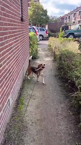 Little guy playing with a branch! 🥰🪵 •⁣⁣⁣⁣⁣⁣⁣⁣⁣⁣⁣⁣⁣⁣⁣⁣⁣⁣⁣⁣⁣⁣⁣⁣⁣⁣⁣⁣⁣⁣⁣⁣⁣⁣⁣⁣⁣⁣⁣⁣⁣⁣ 🎥 @louisdebeagle | Beagle Lovers