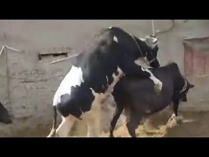 Friesian's powerful bull mating with cow