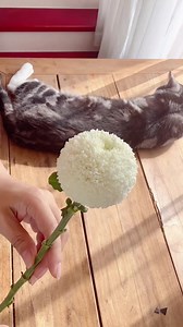 5.7K views · 73 reactions | floral design idea for Halloween #florist #flowerarrangement #floraldesign #bouquetwrapping #halloween #halloweendecor #happyhalloween #halloween | FloralSupplies.com | Facebook