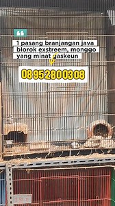 Branjangan java blorok extreem 1 pasang, monggo di gass bolo 🔥🔥🔥 | Maman Jaya