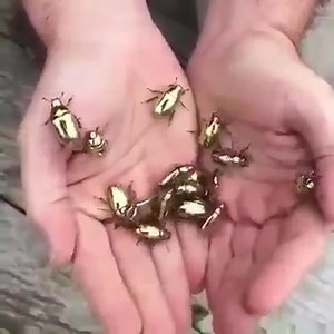 Charidotella sexpunctata, la casside dorée. Pas Belle la nature ?? , est une espèce d'insectes coléoptères de la famille des Chrysomelidae, originaire du continent américain. #perlesdamazonie #amazonia #animaux #plantes #nature #beautiful #protegeonslanature #guyane #lacherprise | Perles d Amazonie