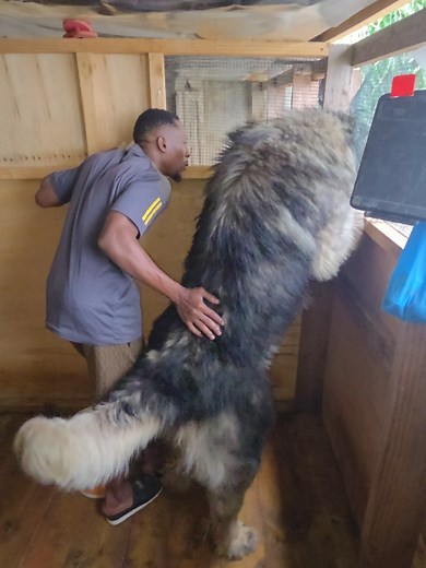 #creatorsearchinsights Tai Lung Giant_breeders #Caucasian #tailung #giant_breeders @Mothersheila_DogTv