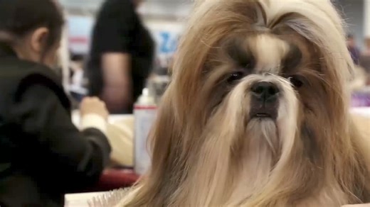 Which type is your Shih Tzu? | Shih Tzu Society