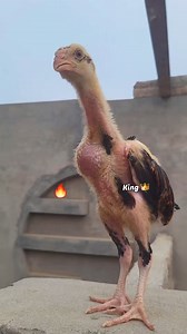 26K views · 770 reactions | Ganja Son "King" Top Quality Aseel Chick 李#Aseel #cheema_aseel #foryoupage #aseellovers #viralreels #trendingreels #aseelmurga #aseelfighter #MianwaliAseel #reelsfb #rooster #murga #tiktok2024 #tiktok #chicks #birds #birdlovers #chickens #AseelFarm | Cheema Aseel | Facebook