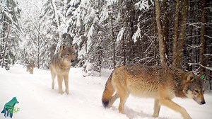 122K views · 10K reactions | A wonderful video of the Cranberry Bay...
