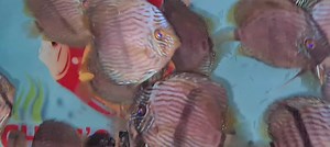 Wild rio barcelos feeding frenzy | Chens Discus UK