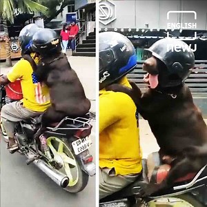 Watch: A video of a dog wearing a helmet while riding pillion on a bike in Tamil Nadu has been going viral. #AajNEWJDekhaKya #helmet #dogs | Briefly