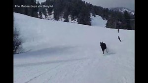 Loose moose scares skiers down slopes