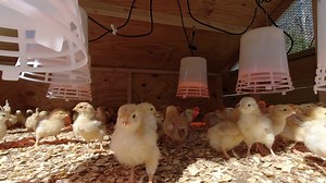 How To Raise Baby Chicks Today we are talking about the basics of getting started with chickens. Whether you are raising meat chickens, egg chickens, turkeys, ducks, quail or whatever, the basics of getting chicks started are the same. Raising chickens is a very rewarding thing to undertake. Chick care is very simple if you follow some basic principles of feeding, water, bedding and health care. If you are doing backyard chickens, starting a chicken flock, raising chickens to sell on your homest