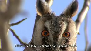 凶猛的猫头鹰有没有天敌,它们又究竟怕什么今天总算知道了