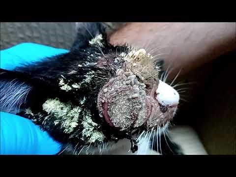 Kitten with myasis/maggots infestation