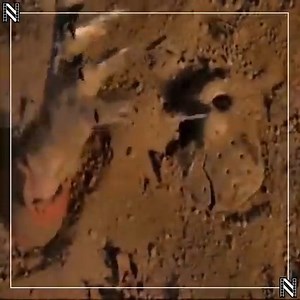 How teased were you by the ending of Jason Goes To Hell: The Final Friday? | Nostalgic Nebula