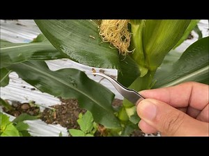 【とうもろこし】害虫の種類、発生する時期は地域や季節によって違います「2021/05/23」