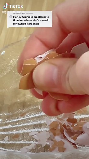 DIY Egg Shell Fertilizer: Water Soluble Calcium Boost