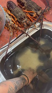 281K views · 2.5K reactions | Dip your freshly cook crate in this, or finish of with a squeeze of fresh lemon. Super clean no flour 﫰 chefs kiss  #creamedpāua #explore | Finding Millie Elder | Facebook