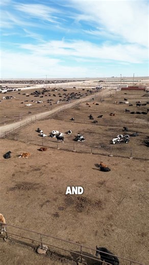 CLONING! 🐑🐮 It’s so cool. @wtamu_coans has done some great work with clones and breeding. Did you know that clones are basically twins? #cloning #clones #livestock | Farm Babe