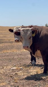#lambertranchherefords #herefords #cattle #cows #bulls #calf #heifer #herefordcattle #beef #agriculture #california #californiaagriculture #ranchlife #livestock #animals #nature #ranching | Lambert Ranch