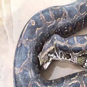 47K views · 257 reactions | Exo Wildlife on Reels | Facebook