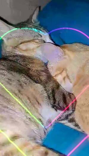 Preening rituals - how they help keep each other clean, and bond together! #cat #catlover #catlovers #catlife #catoftheday #cats_of_instagram #instacat #catsagram #cats #catsofinstagram #catstagram #catsofig #cats_of_world #lovecats | The CAT Diaries