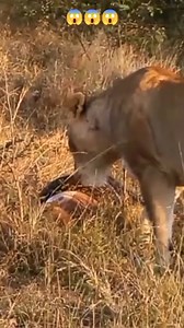 5.5K views · 16 reactions | Lioness Steals impala Kill from Python. | Ultimate Minecraft | Facebook