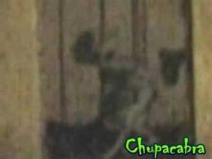 Chupacabra slow motion