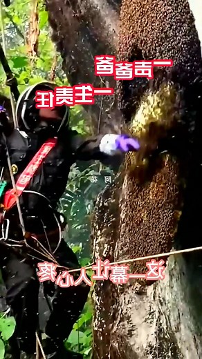 #bee #nature #bees #honey #macro #savethebees #flowers #beekeeping #naturephotography #beekeeper #honeybee #beesofinstagram #insects #photography #insect #flower #beehive #honeybees #biene #macrophotography #love #bumblebee #bienen #pollen #garden #honeycomb #art #pollinators #naturelovers #beekeepers | 10M