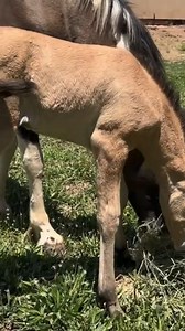 What Would You Name This Adorable Colt? 🐴❤️ #horses #farmlife | The Farm on Route 66