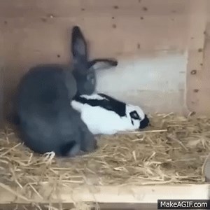 Bunny Rabbits Having Sex on Make a GIF