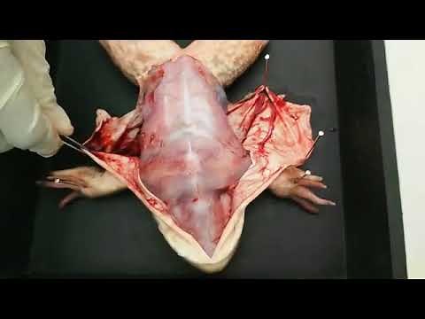 Frog Dissection Step by Step