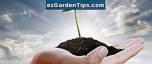Hoe een Artemisia-plant te groeien en te vermeerderen 🌱 Tips Tuinders - Nl.ezGardenTips.com