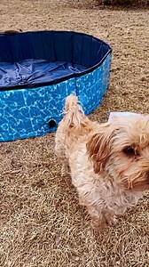 6.8K views · 92 reactions | For everyone asking about the dog pool from Costco. It’s Michael approved ✅ | Coupon Cutie | Facebook