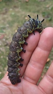 Citheronia azteca larva. #citheronia #azteca #wildlife #insect #caterpillar #xxl #pet #insect #environment #awesome #herbivore #moths #youtube | Moth of the day