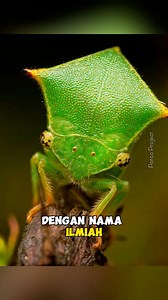 10K views · 168 reactions | Buffalo treehopper | spesies wereng dengan kepala mirip kerbau. | Tag: #treehopper #buffalotreehopper #wereng #werengpohon #serangga #seranggaunik #wildlife #wildlifephotography #faktamenarik #faktaunikhewan #reelsvideo | Porco Project | Facebook