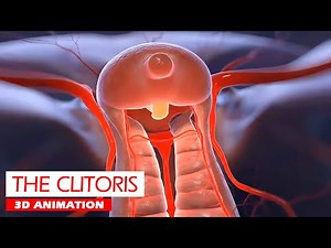 The Clitoris Anatomy Explained | 3D Animation