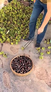 1.4M views · 7.7K reactions | Manfaat buah berangan.. #buahberangan #manfaatberangan | Inspirasi Tanaman Buah | Facebook