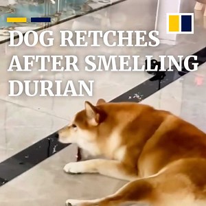 3.5M views · 41K reactions | You either love or hate durian – this shiba inu is not a fan. | South China Morning Post | Facebook