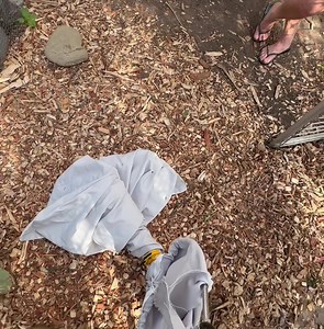 Diamond python relocation from a chook pen . With the owner having dogs and other pets around it was safer to relocate the snake to a more suitable location 👍🐍 | Southern highlands & south coast snake catchers