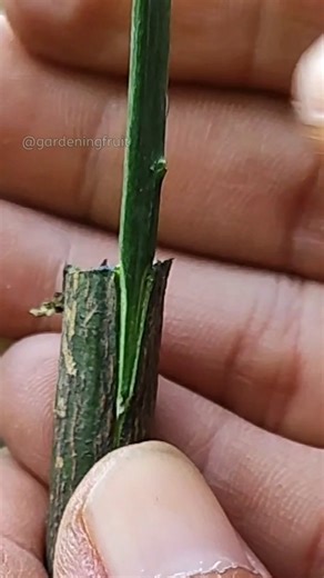 citrus tree maintenance & tree care EP179 #reelsfb #gardening #fruittrees | GardeningFruit