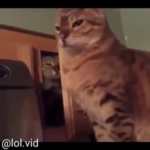 100K views · 3.5K reactions | Timbaland on Reels | Facebook