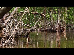 Record-sized Burmese python captured in Florida