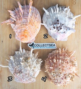 Thorny Oyster Shells (ostreidae), Sea Shells for Crafts - Etsy UK