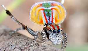 Dansul păianjenului-păun: Un spectaculos ritual de împerechere a fost filmat pentru prima dată (VIDEO)