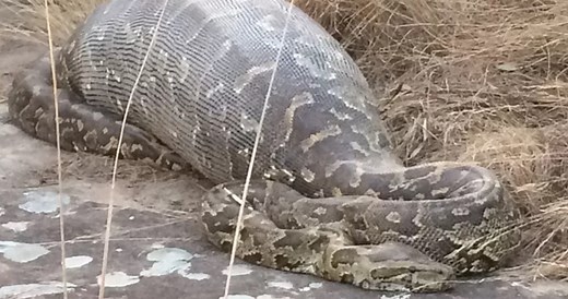 Anacondaは肥大化しています—MinicondaとConda-Forgeを使用して無駄のない堅牢なデータサイエンス環境をセットアップします