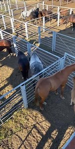 “The national anthem hits different when there are bucking horses loaded and chutes banging.” Here it tonight! Jam packed with talent tonight in Wolf Point, America!!! Hope to see you all out. | Brookman Rodeo